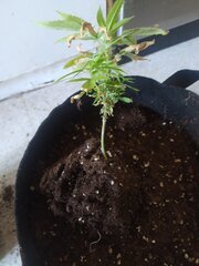 IMG_20250518_155648.jpg