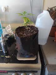 IMG_20250518_160542.jpg
