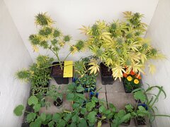 IMG_20250521_184837.jpg