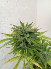 IMG_20250521_185007.jpg