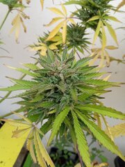 IMG_20250521_185019.jpg