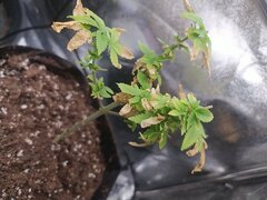 IMG_20250522_125332.jpg