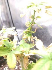 IMG_20250522_132450.jpg