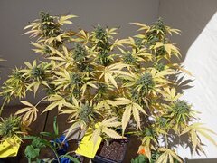 IMG_20250527_160315.jpg