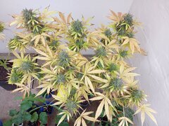 IMG_20250528_184355.jpg