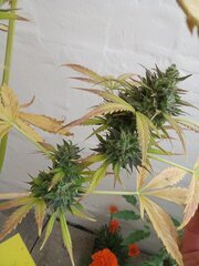 IMG_20250528_202741.jpg