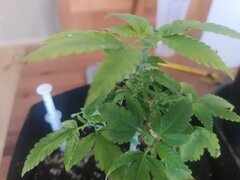 IMG_20250529_143825.jpg