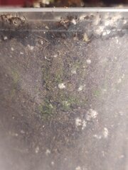 IMG_20250529_151338.jpg