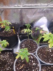 IMG_20250529_163132.jpg