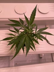 IMG_2865.jpeg