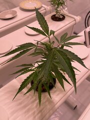 IMG_2866.jpeg