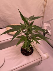IMG_2867.jpeg