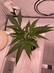 IMG_2868.jpeg
