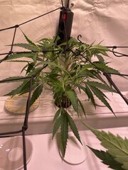 IMG_3016.jpeg