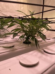 IMG_3017.jpeg