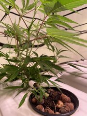 IMG_3018.jpeg