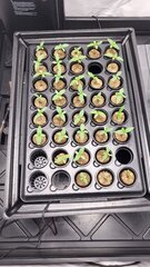 Plantule