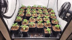 veg1.jpg