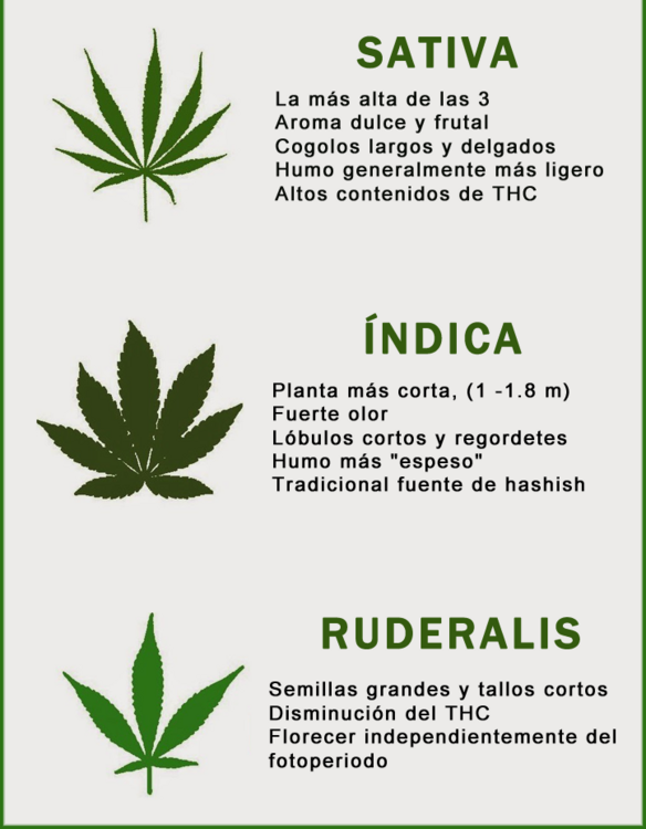 características-semillas-marihuana-2449534791.png