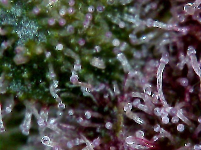 1721225872_sugtritrirose.jpg.53556bf2bbb87076be6662b09a57f2e4.jpg