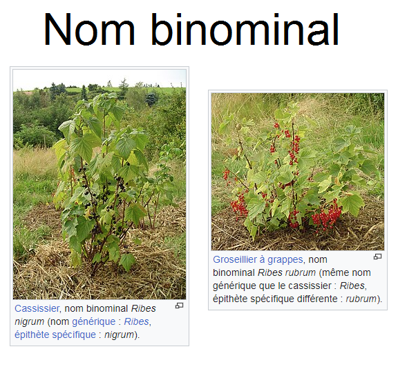 Nom binominal.png