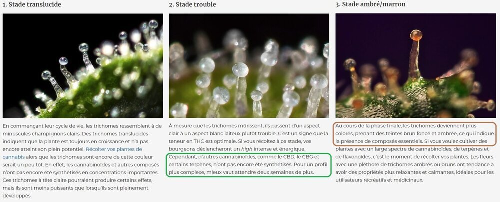 Stade de maturité Trichome cannabis.jpg