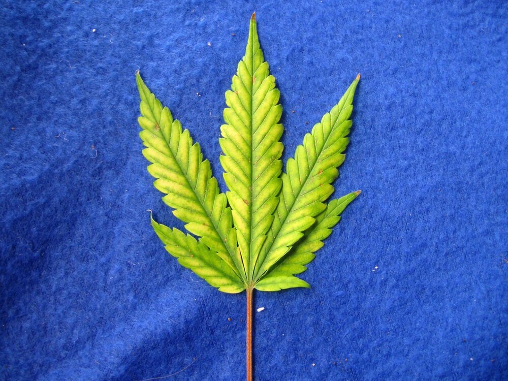 red-stem-magnesium-deficiency-yellowing.thumb.jpg.f7d75a0969f9d5da0bba0f726770d4f3.jpg
