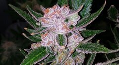Lamic-Tal Purple queen et Green crack 25