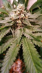 Lamic-Tal Purple queen et Green crack 15