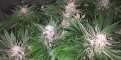 Lamic-Tal Purple queen et Green crack 8