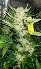 Lamic-Tal Purple queen et Green crack 16