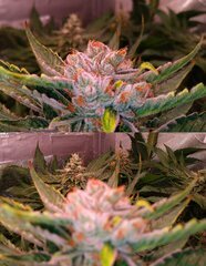 Lamic-Tal Purple queen et Green crack 19