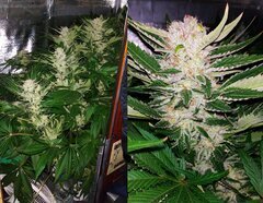 Lamic-Tal Purple queen et Green crack 12