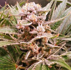 Lamic-Tal Purple queen et Green crack 18
