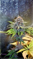 FLO+51 bud E.jpg