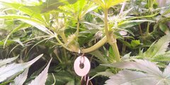 Lamic-Tal  Purple queen et Green crack 5