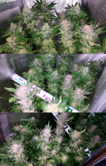 Lamic-Tal Purple queen et Green crack 21