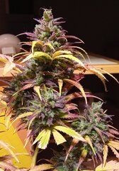 IMG_20250602_081422~3.jpg