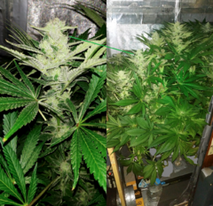 Lamic-Tal  Purple queen et Green crack 6