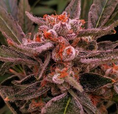 Lamic-Tal Purple queen et Green crack 17