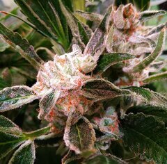 Lamic-Tal Purple queen et Green crack 13