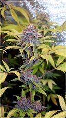 FLO+51 bud D.jpg