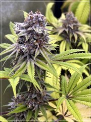FLO+60  Forbidden Banana bud G.jpg