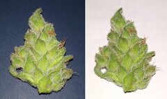 Lamic-Tal Purple queen et Green crack 24