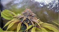 FLO+51 bud A.jpg