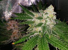 Lamic-Tal Purple queen et Green crack 23