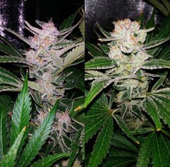 Lamic-Tal Purple queen et Green crack 14