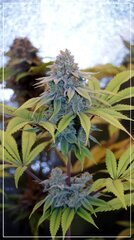 FLO+51 bud B.jpg