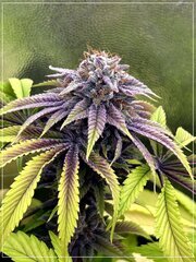 FLO+60  Forbidden Banana bud D.jpg