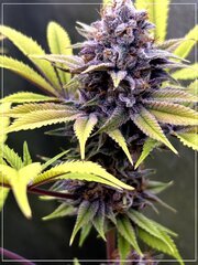 FLO+60  Forbidden Banana bud B.jpg